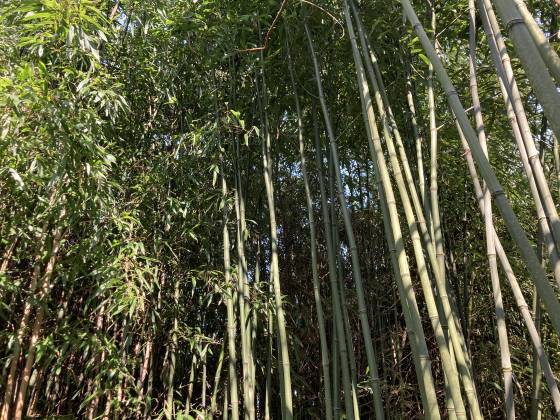 RDVAJ-AJJH - La Vallée des Bambous. Hautes tiges, brunes, vertes, grises MC MOROSI.jpeg